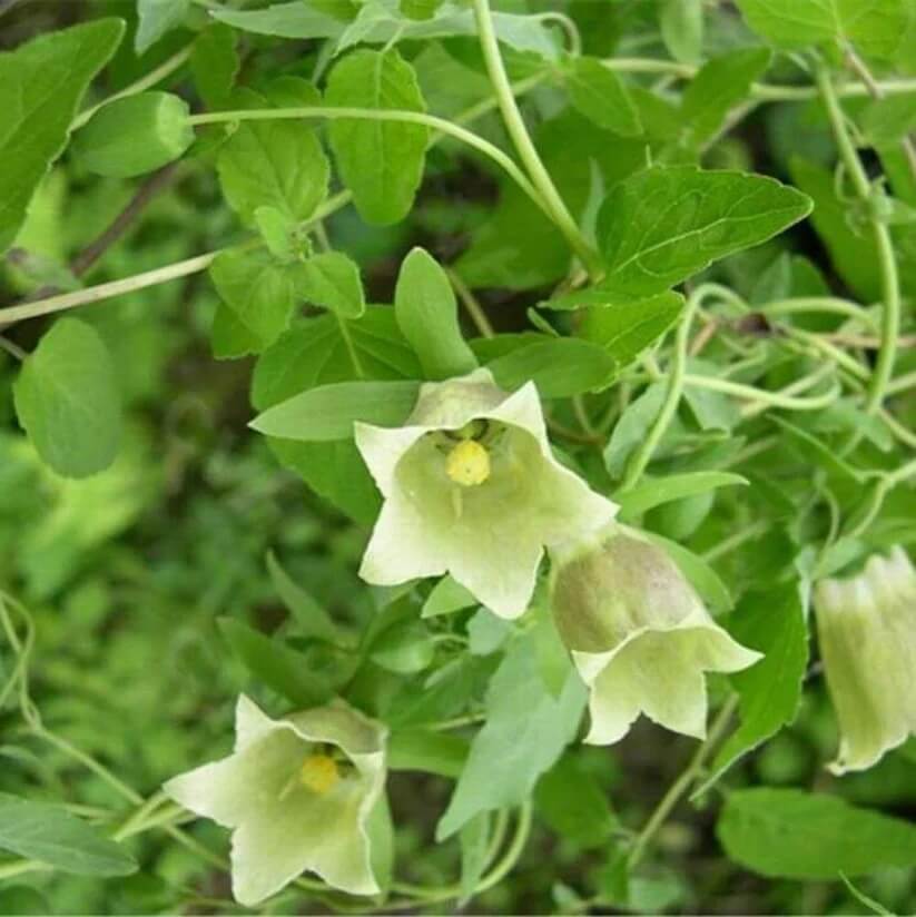 Codonopsis Pilosula Seeds