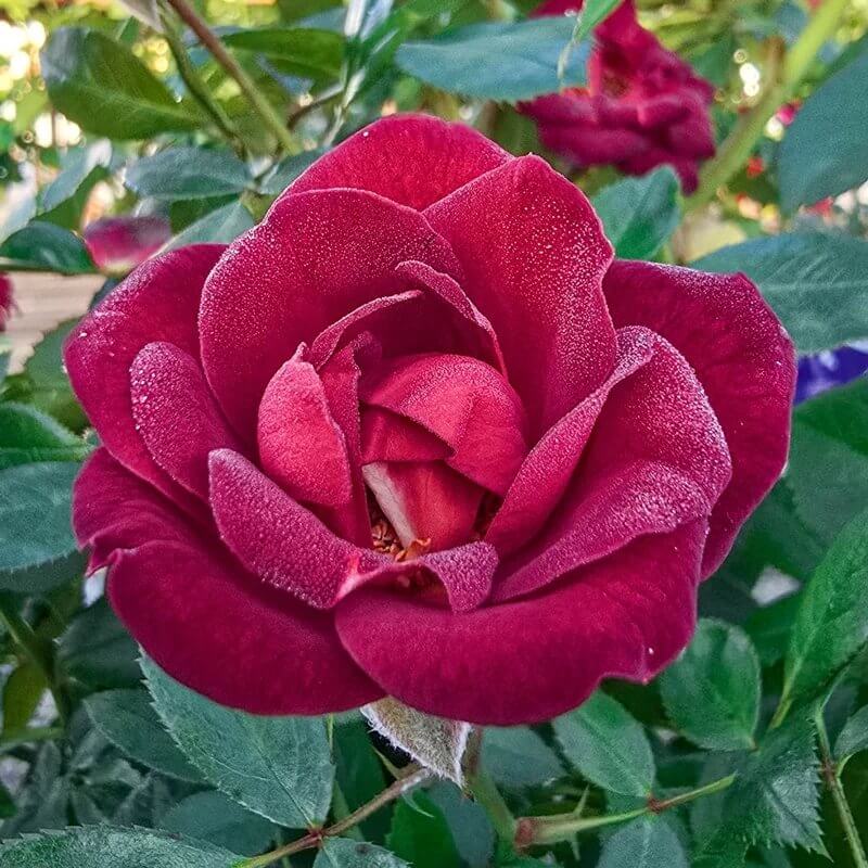 Coffee Bean Miniature Rose Seeds - Heirloom Flower Plant for Home Gardens