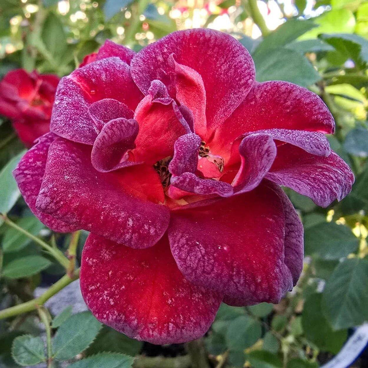 Coffee Bean Miniature Rose Seeds - Heirloom Flower Plant for Home Gardens