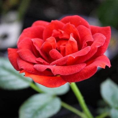 Coffee Bean Miniature Rose Seeds - Heirloom Flower Plant for Home Gardens