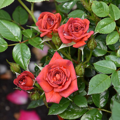 Coffee Bean Miniature Rose Seeds - Heirloom Flower Plant for Home Gardens