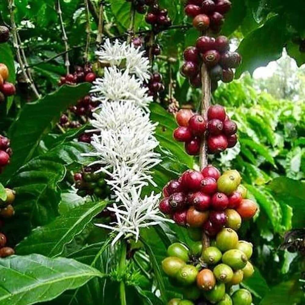 Coffee Plant Seeds