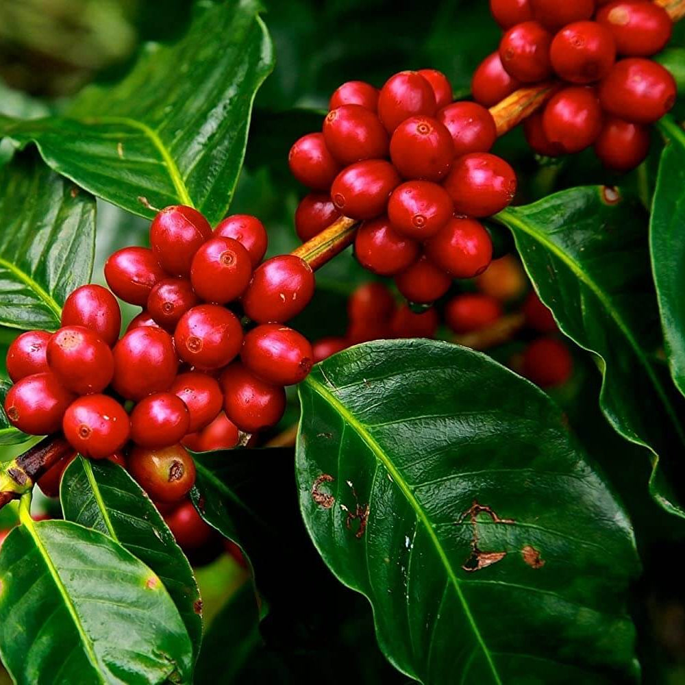 Coffee Plant Seeds