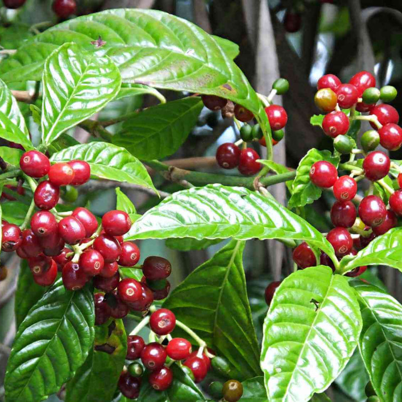 Coffee Plant Seeds