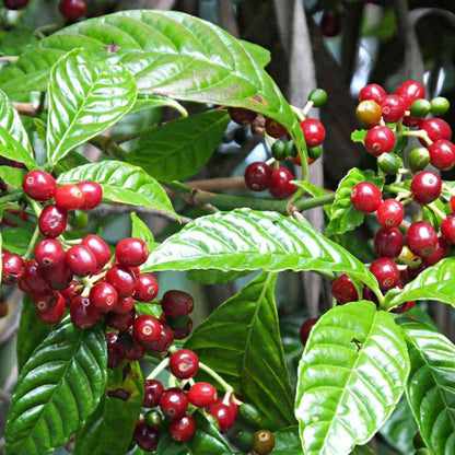 Coffee Plant Seeds