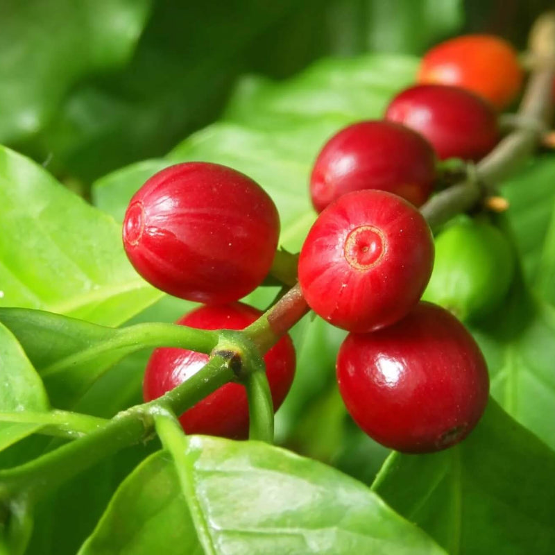 Coffee Plant Seeds
