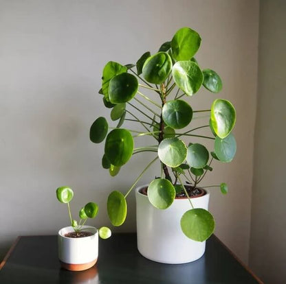 Coin Plant Seeds - Flower Plant