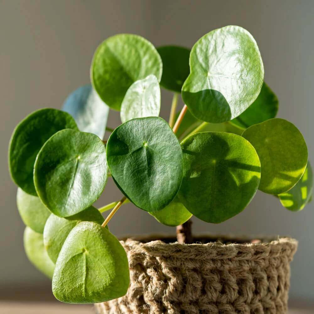 Coin Plant Seeds - Flower Plant