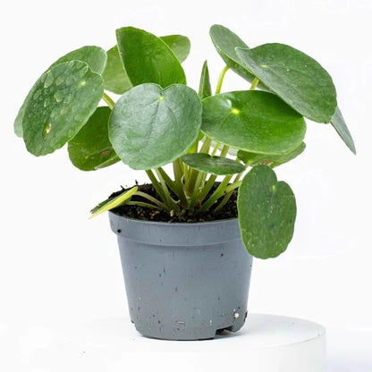 Coin Plant Seeds - Flower Plant