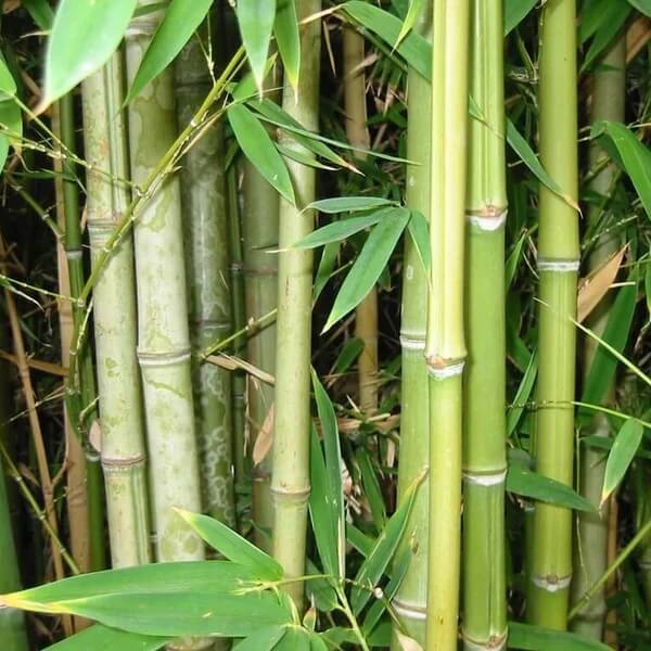 Zen Garden Bamboo Plants seeds - Flower Plant