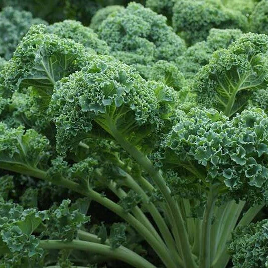 Cold Hardy Kale Plants seeds