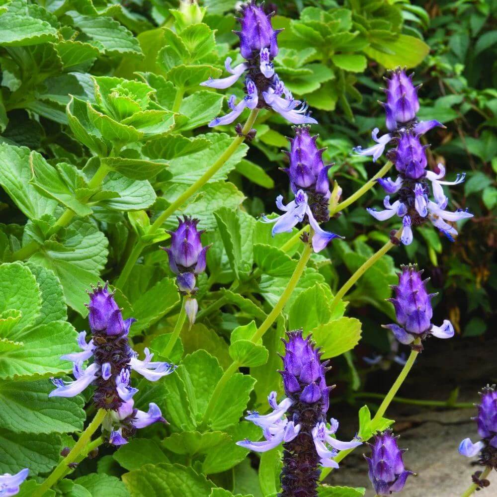 Coleus Canina Seeds - Heirloom Flower Plant for Home Gardens