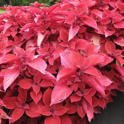Coleus Redhead Seeds - Heirloom Flower Plant for Home Gardens