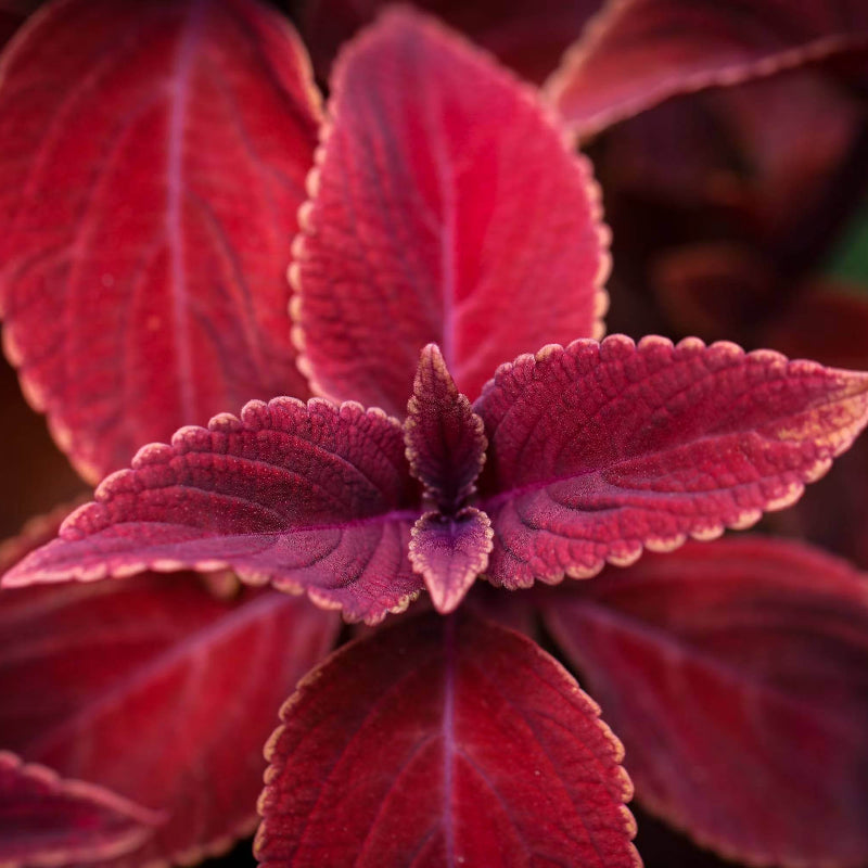 Coleus Redhead Seeds - Heirloom Flower Plant for Home Gardens