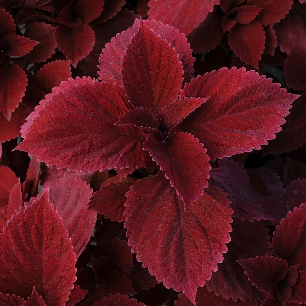 Coleus Redhead Seeds - Heirloom Flower Plant for Home Gardens