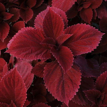 Coleus Redhead Seeds - Heirloom Flower Plant for Home Gardens