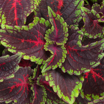 Coleus Seeds