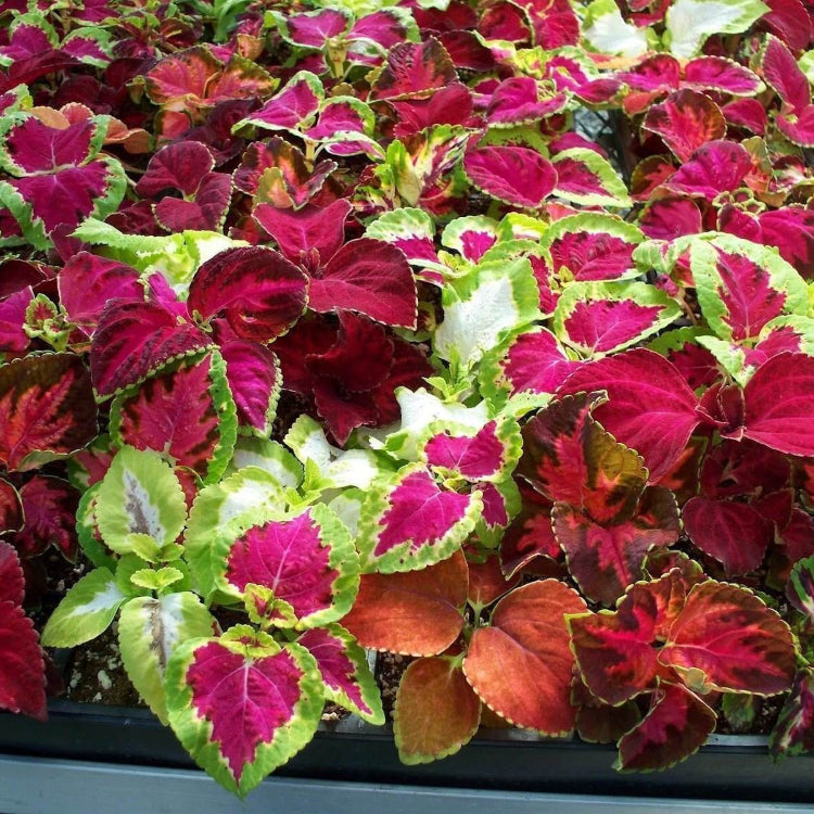 Coleus Seeds - Flower Plant for Home Gardens