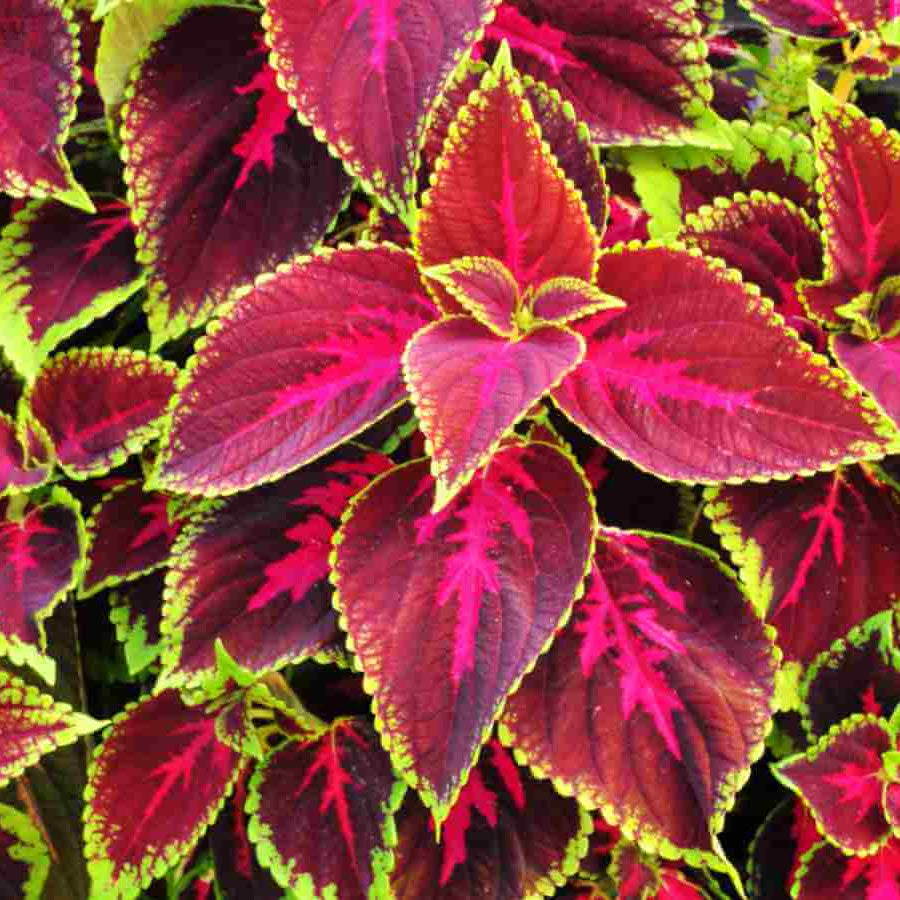 Coleus Seeds