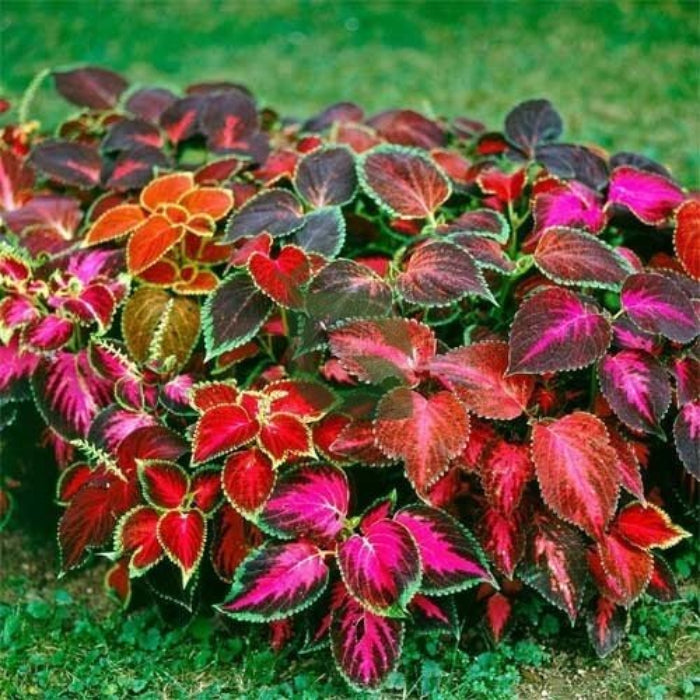 Coleus Seeds - Flower Plant for Home Gardens
