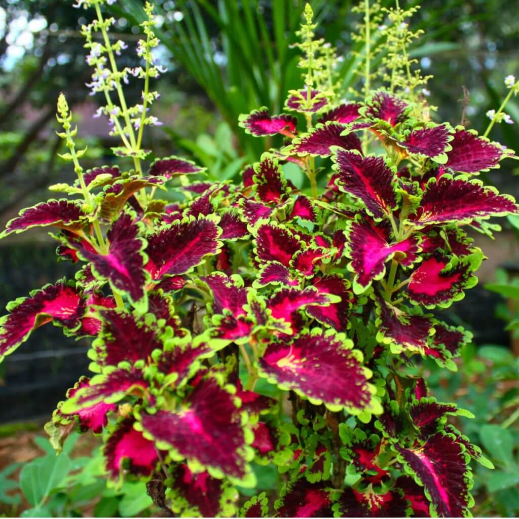 Coleus Seeds