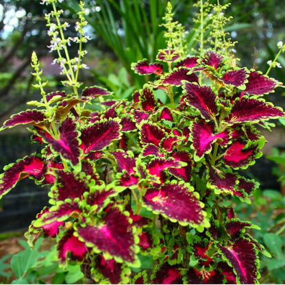 Coleus Seeds