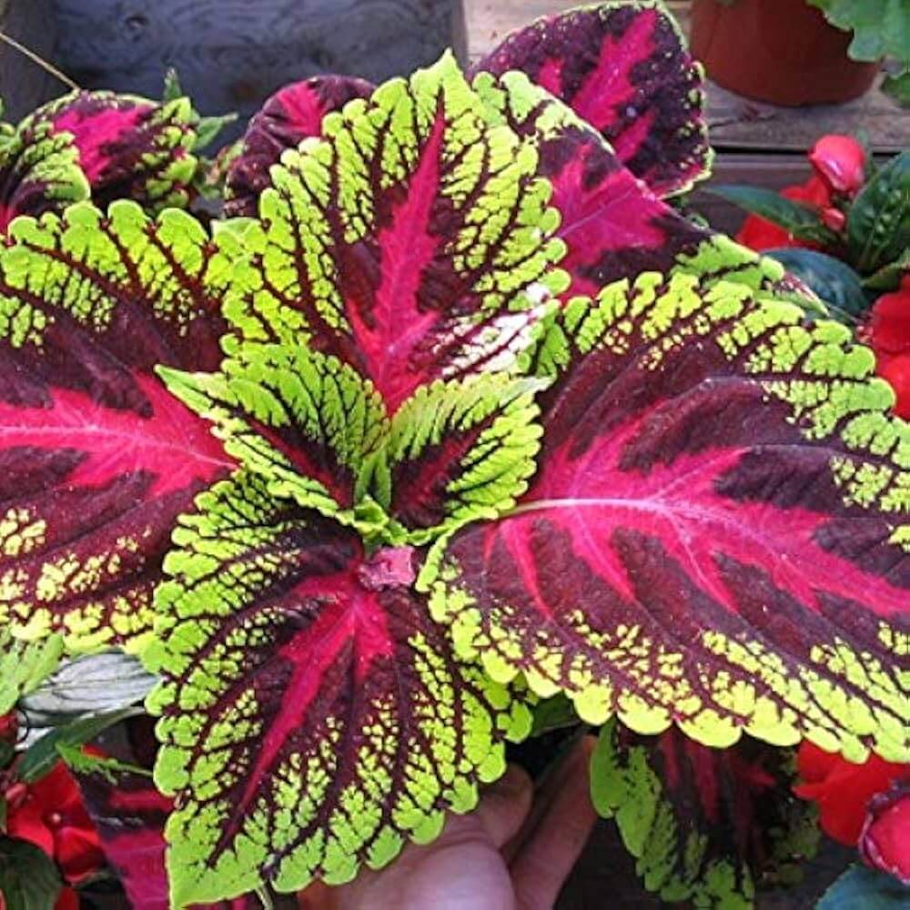 Coleus Seeds