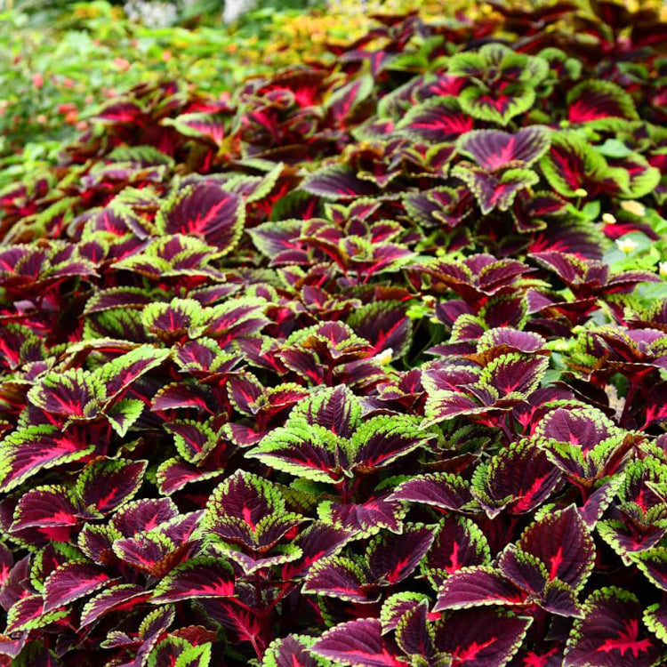 Coleus Seeds
