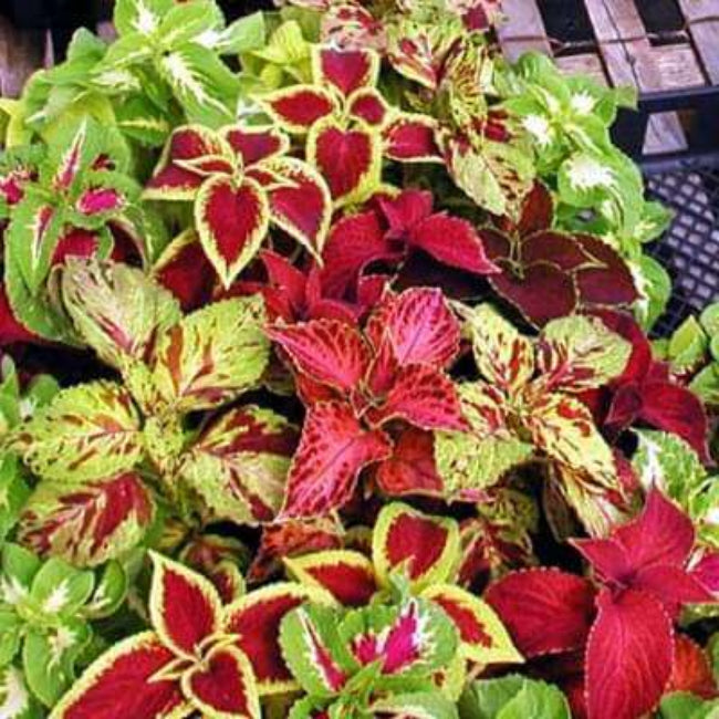 Coleus Seeds 