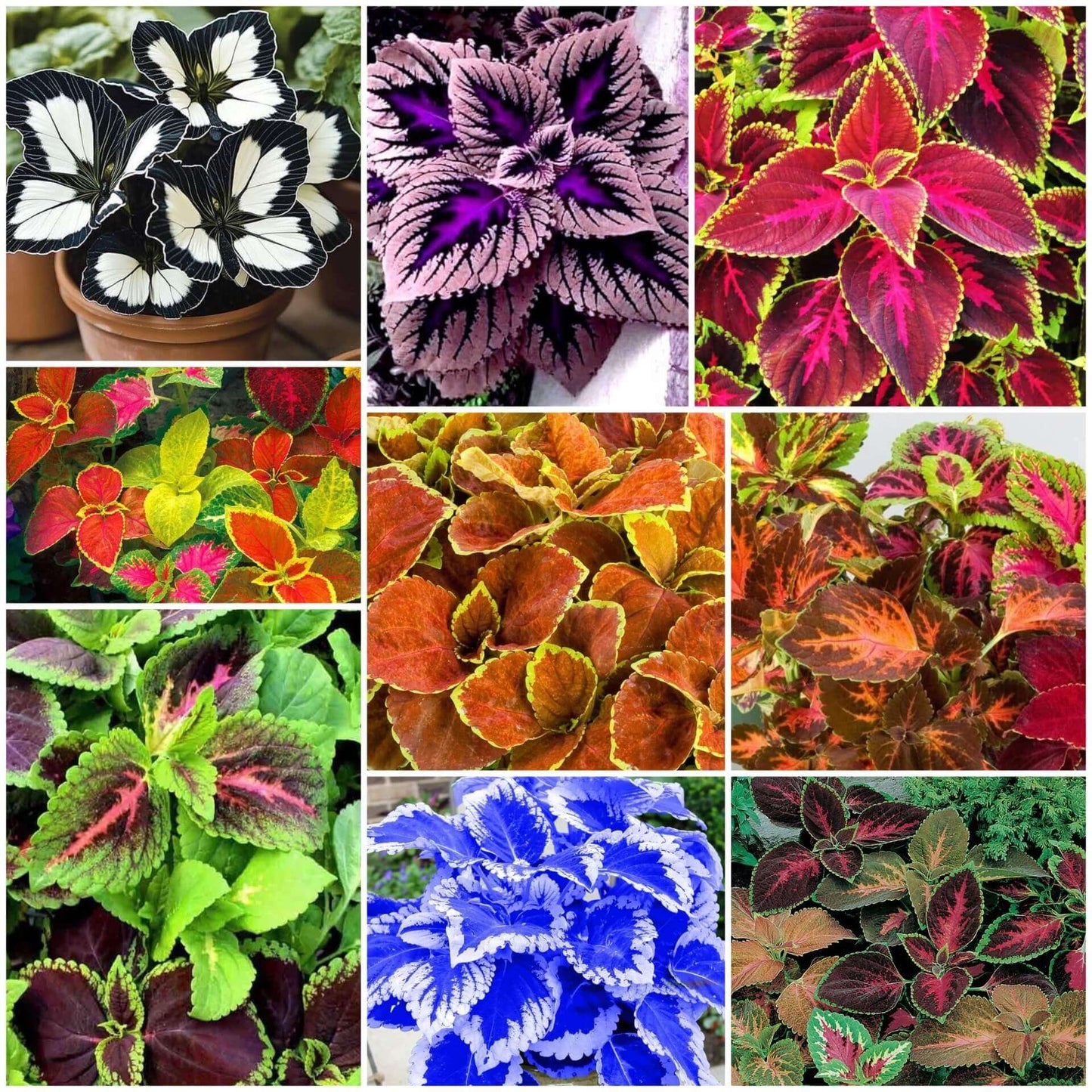 Coleus Seeds 