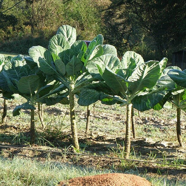 Collard Green Seeds