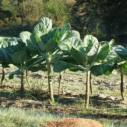Collard Green Seeds