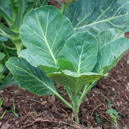 Collard Green Seeds