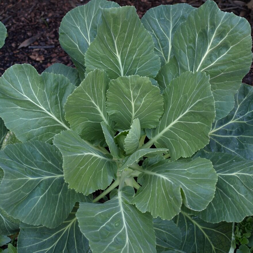 Collard Green Seeds
