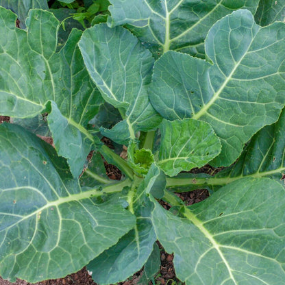 Collard Green Seeds