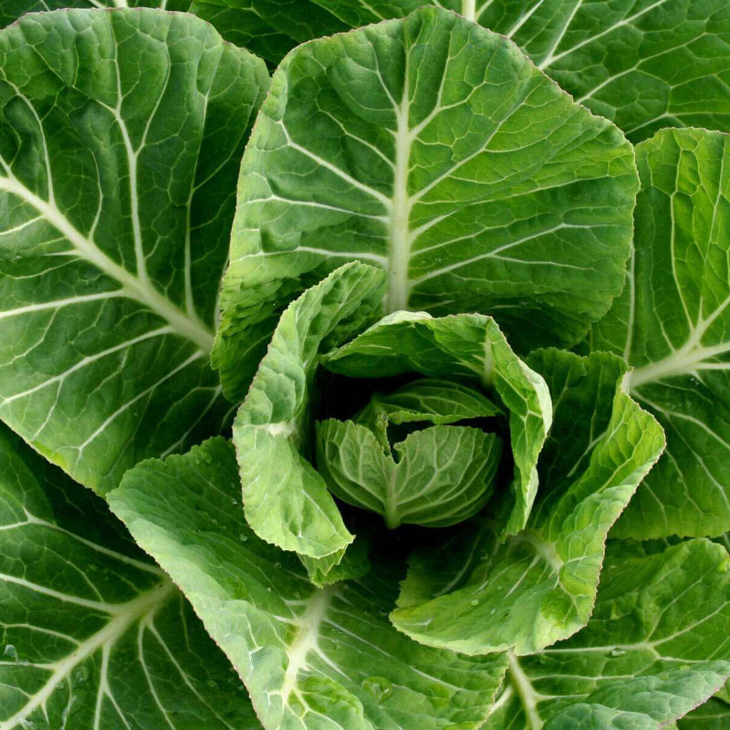Collard Green Seeds
