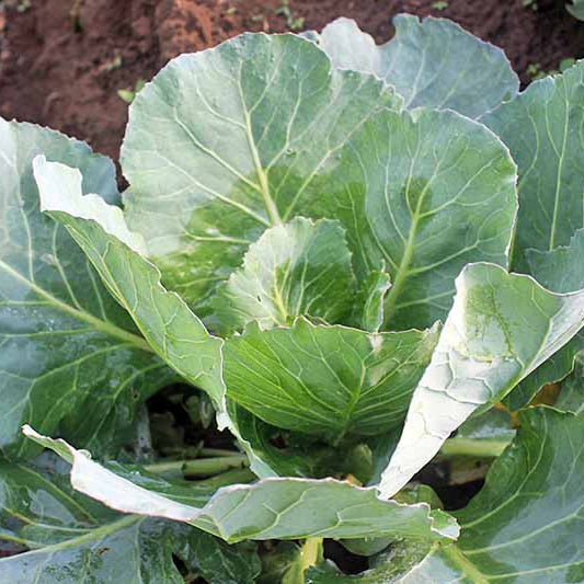 Collard green seeds - Vegetable Plant