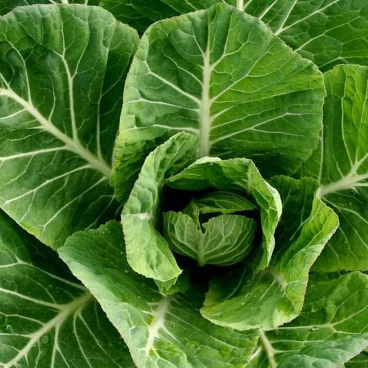 Collard green seeds - Vegetable Plant
