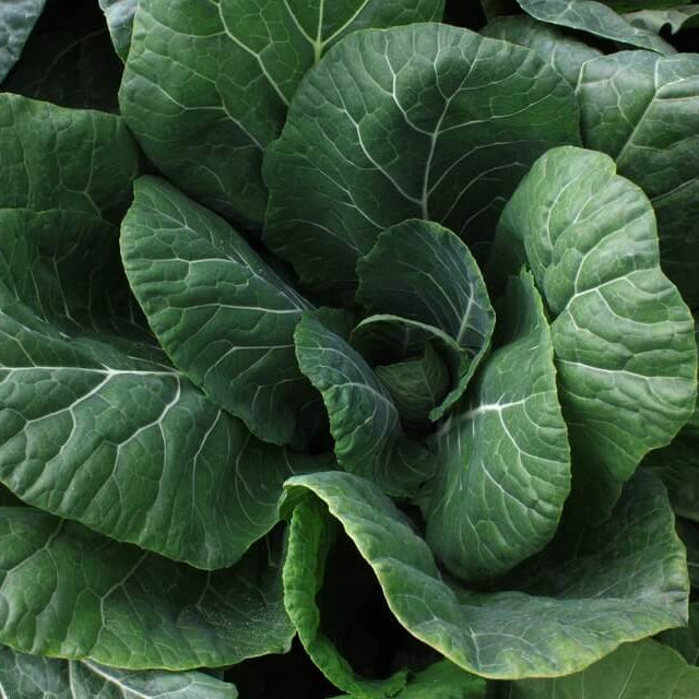 Collard seeds