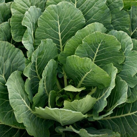 Collard seeds