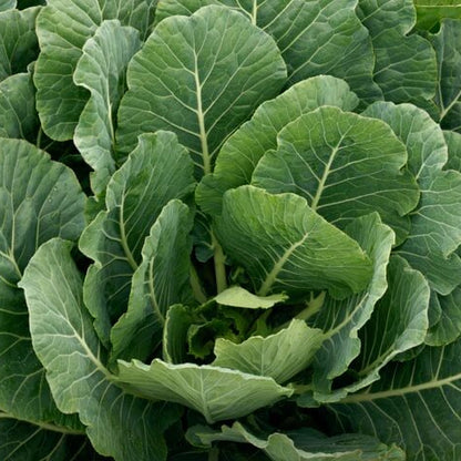 Collard seeds