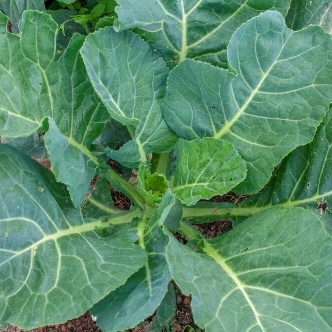Collard seeds