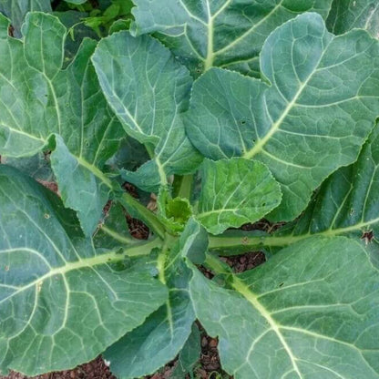 Collard seeds