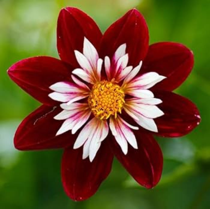 Collarette Dahlia Seeds 