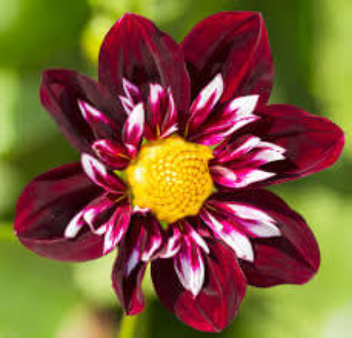 Collarette Dahlia Seeds 