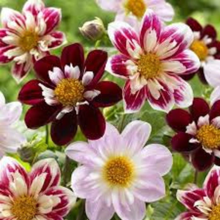 Collarette Dahlia Seeds 
