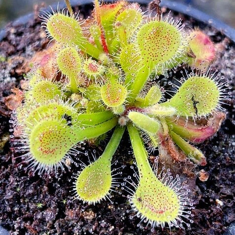 Collins Sundew Seeds 
