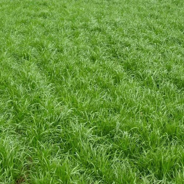Colonial Bentgrass Seeds - Grass Seeds for Home Gardens