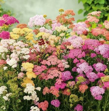 Colorado Mix Yarrow Seeds