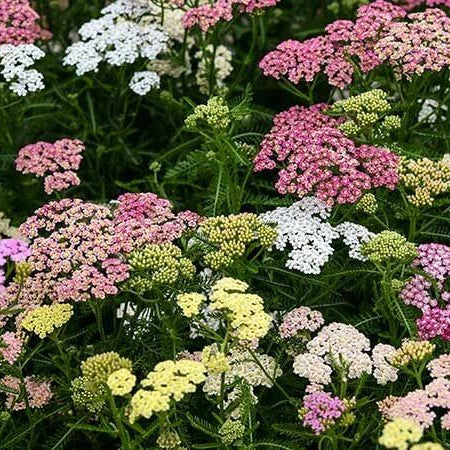 Colorado Mix Yarrow Seeds